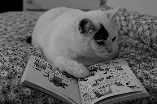 Manga Okuyan Kedi